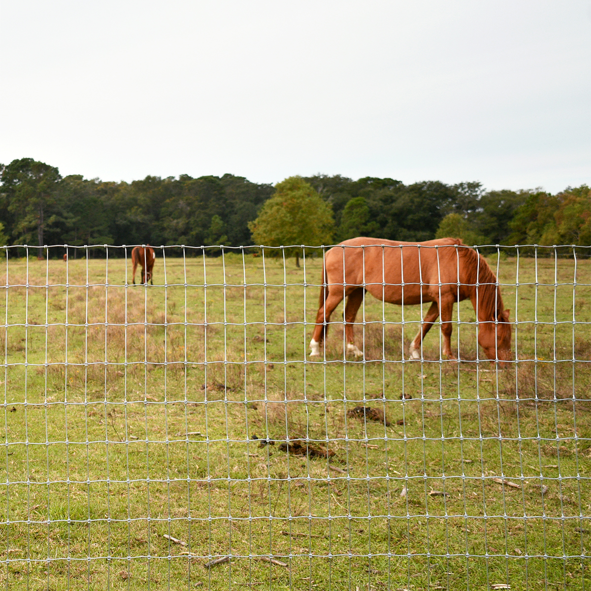 Horse Fence Simple Photo